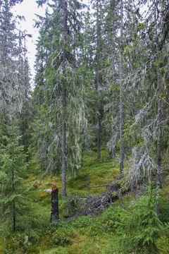 Naturskog med trær dekket av hengelav, spesielt skjegglav (Alectoria). Skogbunnen er grønn og frodig.