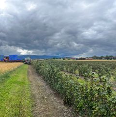 I Norge har produksjonsarealet for solbær vært relativt stabilt de siste 30 årene. Hovedtyngden av den kommersielle produksjonen foregår i Innlandet, Telemark og Buskerud.