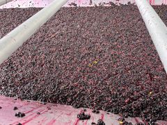 I dag brukes solbær hovedsakelig til industrielle formål. Det meste går til saft, syltetøy, gelé og marmelade.