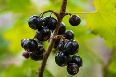 Solbær (Ribes nigrum) er en hardfør art som vokser naturlig nord til Trøndelag, med enkelte forvillede forekomster enda lenger nord.