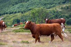 Storfe på beite i Grimsdalen, Dovre.