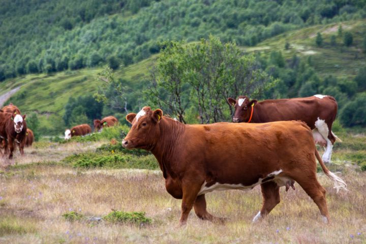Storfe på beite i Grimsdalen, Dovre.
