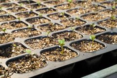 Frøplanter av broccoli i pluggbrett.