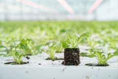 På Linnes gård i Lier har hver salatplante sin egen torvblokk.