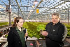 NIBIO-forsker Siv Mari Aurdal og grønnsakbonde Terje Nærstad med ferdig crispisalat i veksthuset på Linnes gård.