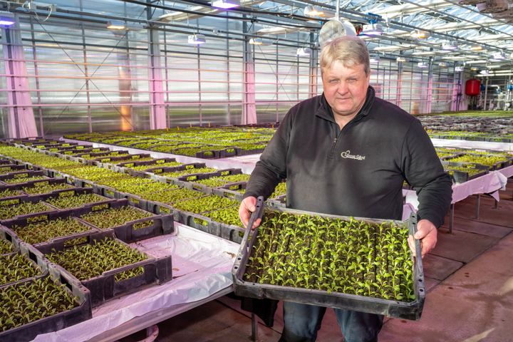 Grønnsakprodusent Terje Nærstad med småplanter av salat.