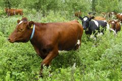 Kyr på utmarksbeite i Vingelen i Tolga kommune i Hedmark.