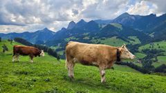 Flere bønder viste til Sveits som forbilde, der flere virkemidler er rettet mot setring og utmarksbeite.