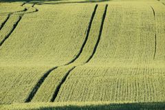 Risiko i kveiteproduksjon er større enn for bygg, både agronomisk og økonomisk. Sjølv om prisen på matkveite er betre, skal det ein stor innsats til frå bonden for å oppnå matkornkvalitet på kveita.