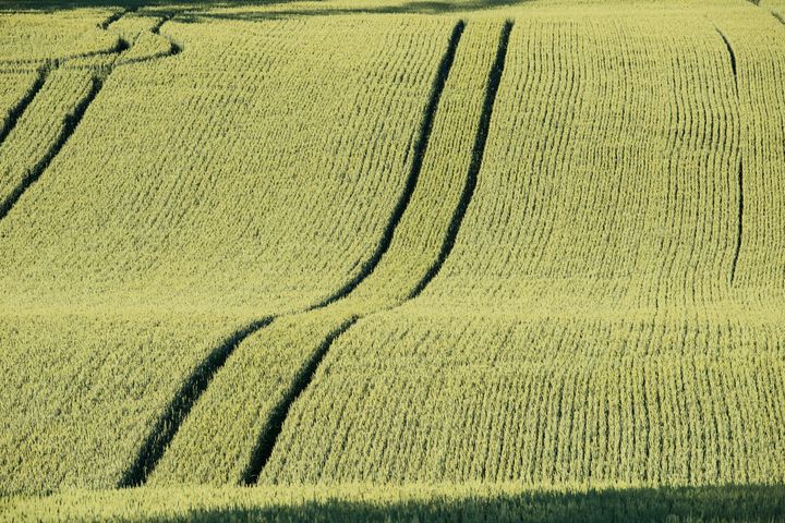 Risiko i kveiteproduksjon er større enn for bygg, både agronomisk og økonomisk. Sjølv om prisen på matkveite er betre, skal det ein stor innsats til frå bonden for å oppnå matkornkvalitet på kveita.