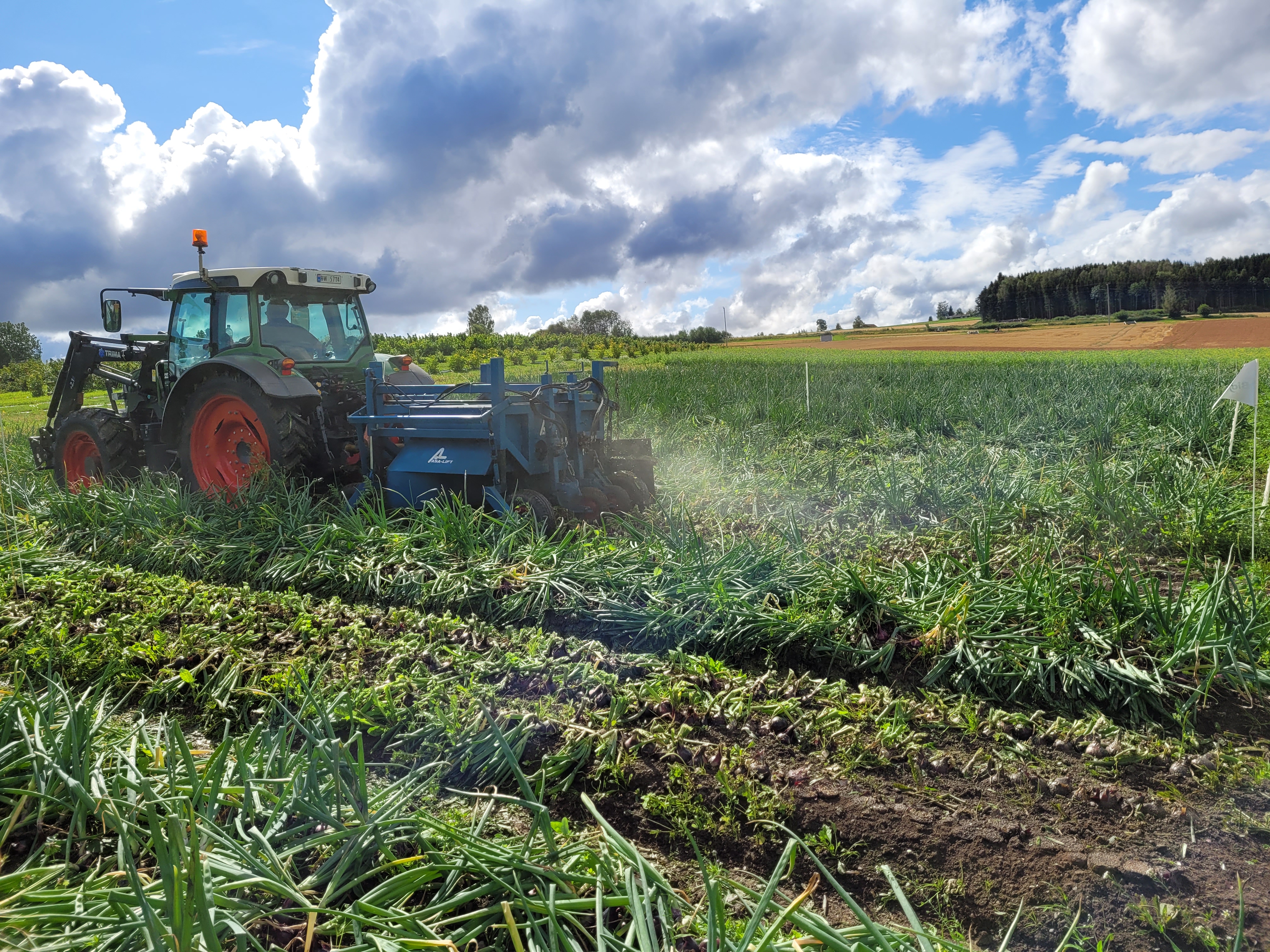 Nytt leksikon for løkdyrkere – lag på lag med kunnskap