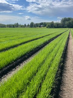 Setteløk 14 dager før rykking.