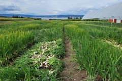 Forsøksfelt for løk ved NIBIO Apelsvoll på Toten.