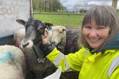 Grete H. M. Jørgensen sjekker at alle sauene har det bra og at GPS-klavene fungerer. Dyrehelse står sterkt i forsøket.