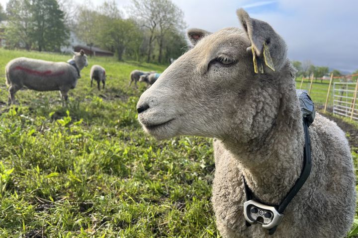 Sau i testforsøk med GPS-klave fra Monil, en av to typer som brukes i forsøket.