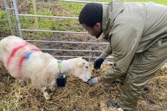 Prosjektleder Shelemia Nyamuryekung'e viser fram forsøkssau med GPS-klave fra NoFence.