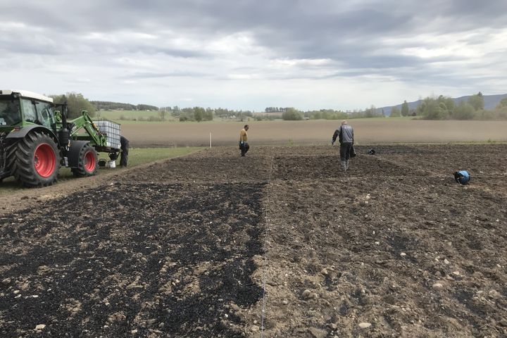 Manuell fordeling av biokull på forsøksfeltene.