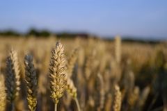 Lønnsemda i dyrking av haustkveite avheng av om kornet oppnår matkvalitet. Det er store regionale forskjellar i kor ofte ein lukkast med dette.