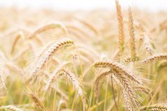 Bygg er ein kornart som i hovudsak blir nytta som dyrefôr. Dei siste ti åra har byggavlinga variert mellom 355 til 644 000 tonn. Faren for overproduksjon er til stades.