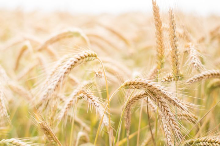 Bygg er ein kornart som i hovudsak blir nytta som dyrefôr. Dei siste ti åra har byggavlinga variert mellom 355 til 644 000 tonn. Faren for overproduksjon er til stades.