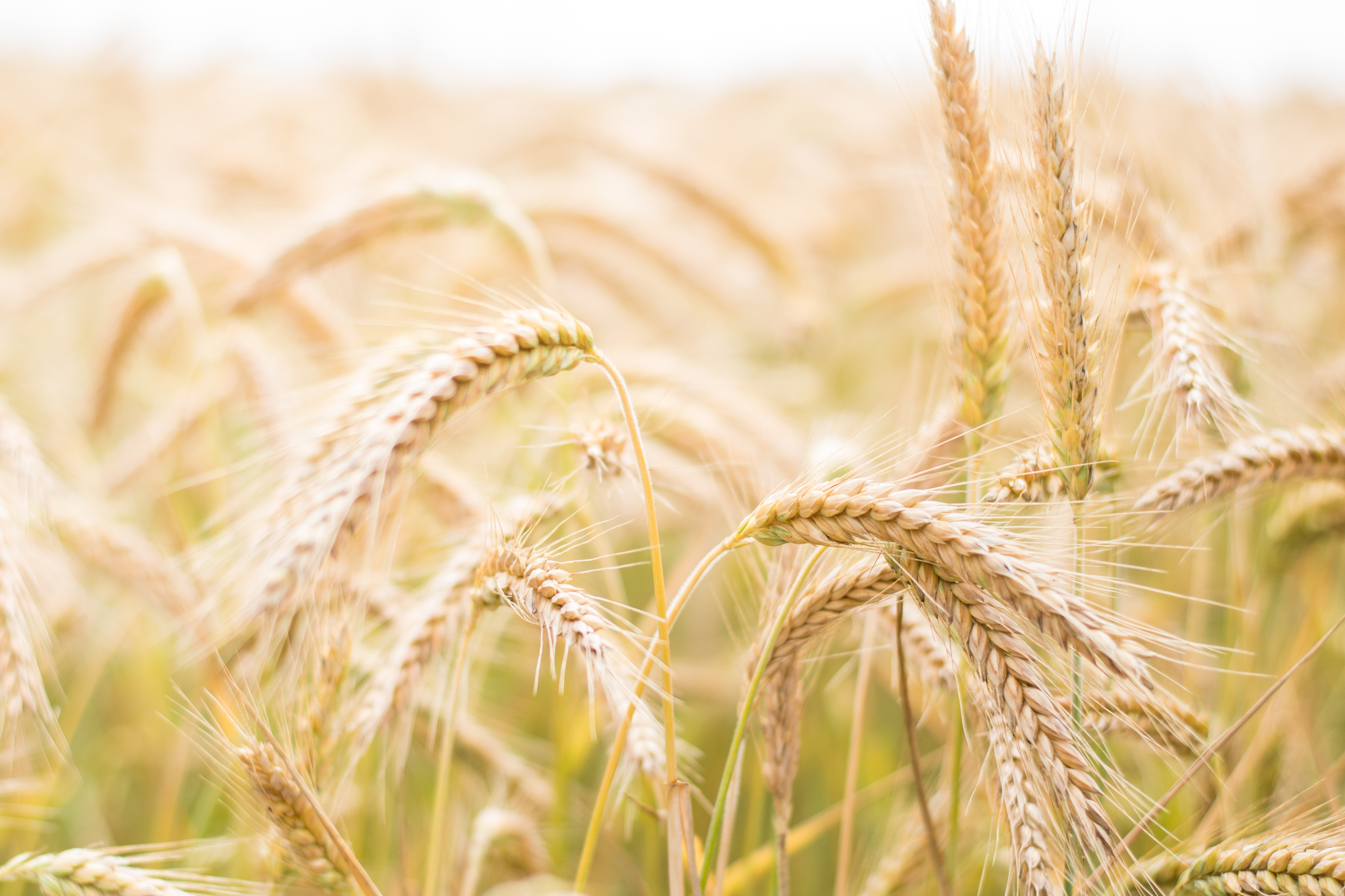 Gode kornår aukar risikoen for overskot av fôrkorn