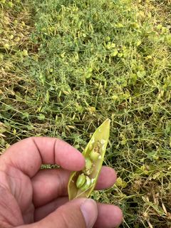 Skade etter ertevikler.