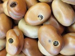 Åkerbønnefrø skadet av fabafrøbille.