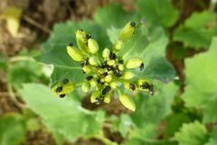 Når rapsglansbillene (Meligethes sp) angriper, er de gjerne mange i flokk.