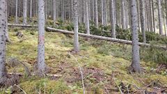 Undersøkelsene av nordnorsk gran viser at grana i nord er noe lettere enn gran fra Sør-Norge. Men den holder god styrke, stivhet og bøyelighet.