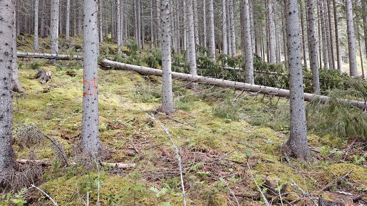 Undersøkelsene av nordnorsk gran viser at grana i nord er noe lettere enn gran fra Sør-Norge. Men den holder god styrke, stivhet og bøyelighet.