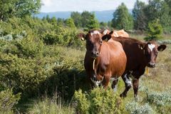 Kyr på utmarksbeite. Drøvtyggerne har enorme mengder med potensielt utmarksbeite i Norge. Via dem kan vi utnytte beiteressursene og transformere dem til menneskemat.