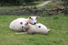 Norsk pelssau på beite ved en seterflate i Ringebu.