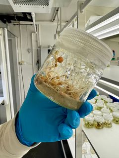 Genteknologi, som CRISPR, blir brukt til å redigere gen som påverkar resistens. Forskarane håpar å utvikle sortar som både er meir robuste mot tørråte og samtidig har god kvalitet på knollane.