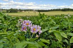 I dag er tørråte eit problem overalt der det blir dyrka poteter, sjølv om omfanget kan variere med klima.