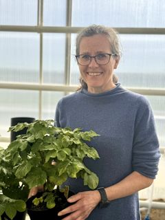 Seniorforsker May Bente Brurberg ved NIBIO beskriv tørråte som ein av dei mest alvorlege skadegjerarane vi har i landbruket, og peikar på at sjukdomen har utvikla seg enormt over tid.