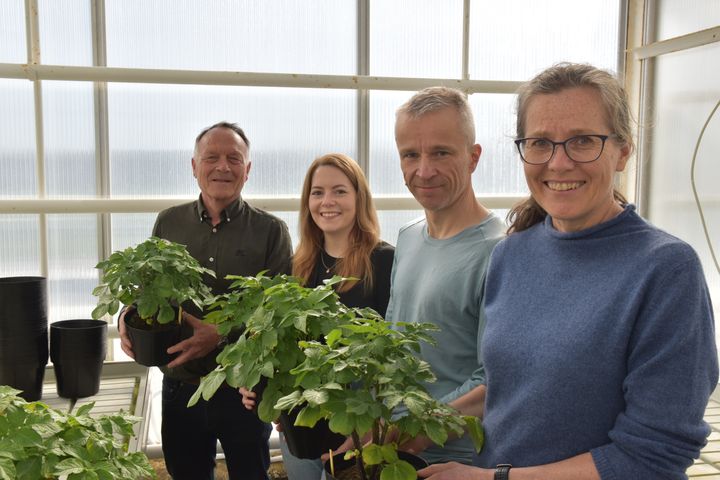 Seniorforsker Arne Hermansen, stipendiat Eline Seim, Forsker Håvard Eikemo og seniorforsker May Bente Brurberg frå NIBIO arbeider i ulike prosjekt for å kartleggje korleis tørråteorganismen utviklar seg, spreier seg og kan kontrollerast i eit klima i endring.