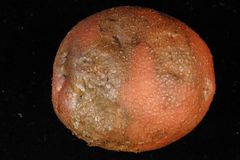 Potet med tørråteskade.