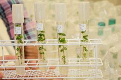 På Ås blir dei gamle potetsortane tatt vare på i reagensrøyr.