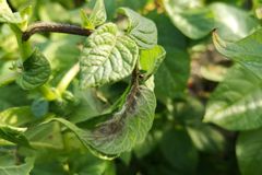 For det norske landbruket fører tørråte til årlege tap på mange millionar kroner som følgje av redusert avling og store kostnader til plantevernmiddel.