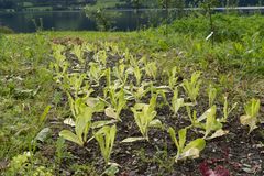 Salatdyrking på Finnegarden i Voss.