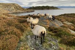Økologisk gammalnorsk sau på beite i Rogaland.