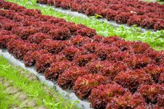 Salatdyrkarar og andre matprodusentar fryktar for avlinga når skadegjerarane spreier seg og dei ikkje lenger har tilgang til plantevernmiddel dei tidlegare kunne nytte.