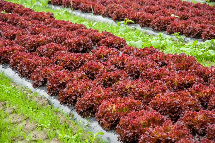 Salatdyrkarar og andre matprodusentar fryktar for avlinga når skadegjerarane spreier seg og dei ikkje lenger har tilgang til plantevernmiddel dei tidlegare kunne nytte.