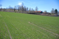 Høsthveteåker på Apelsvoll, Østre Toten 23. april 2026.