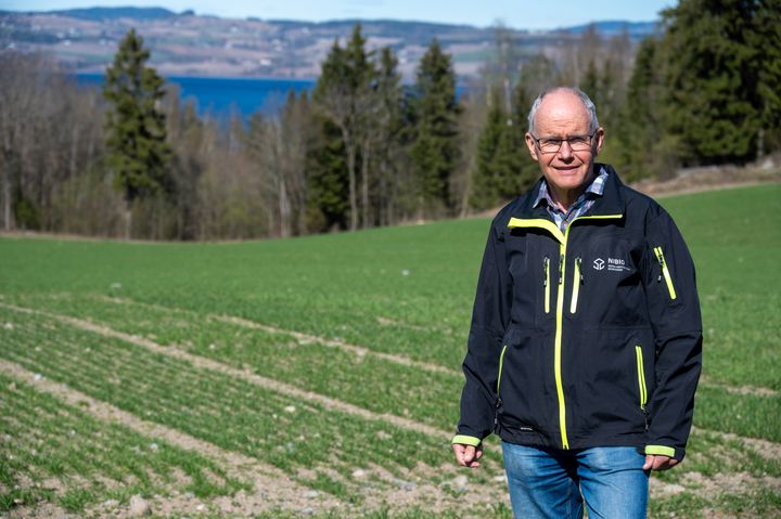 – Rundt Mjøsa, på Toten og Hedmarken, har høsthveten klart seg godt gjennom vinteren, forteller fagkoordinator Harald Solberg ved NIBIO og Norsk landbruksrådgiving (NLR).