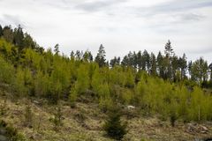 Ungskogpleie blir sett på som et skikkelig kinderegg. Det kan gi økt vekst, samtidig som det bidrar til et mangfold av treslag – om skogeier setter igjen riktig treslag på riktig voksested.