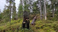 Økt vern, begrensninger på hogst i særlig viktig natur og å forlenge skogens omløpstid ved å la trærne stå lenger før de hogges, vil gi tydelige gevinster for biologisk mangfold og økologisk tilstand.