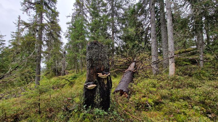 Økt vern, begrensninger på hogst i særlig viktig natur og å forlenge skogens omløpstid ved å la trærne stå lenger før de hogges, vil gi tydelige gevinster for biologisk mangfold og økologisk tilstand.