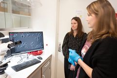 Overingeniør Andrea Podavkova og forskar Ingunn Øvsthus med visuell kontroll av kveikkultur i mikroskop ved NIBIO Ullensvang.