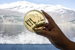 Kveikkultur i laboratoriet ved NIBIO Ullensvang.